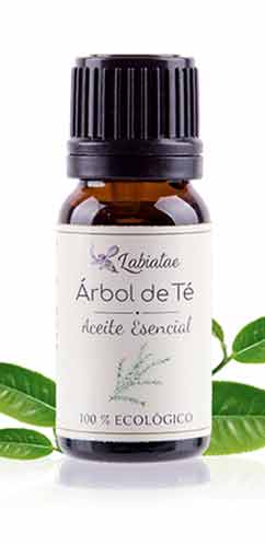 aceite esencial de árbol de té labiatae