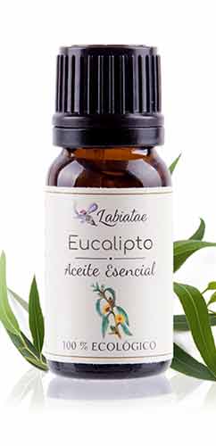 aceite esencial de eucalipto labiatae