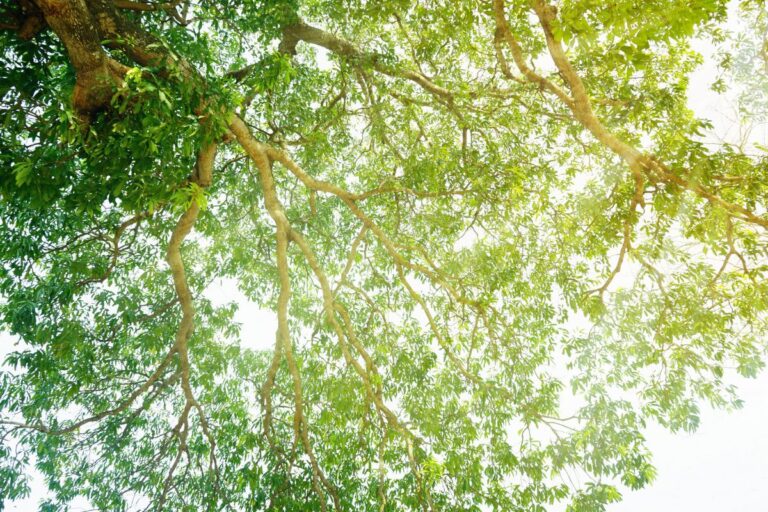 que es la sostenibilidad