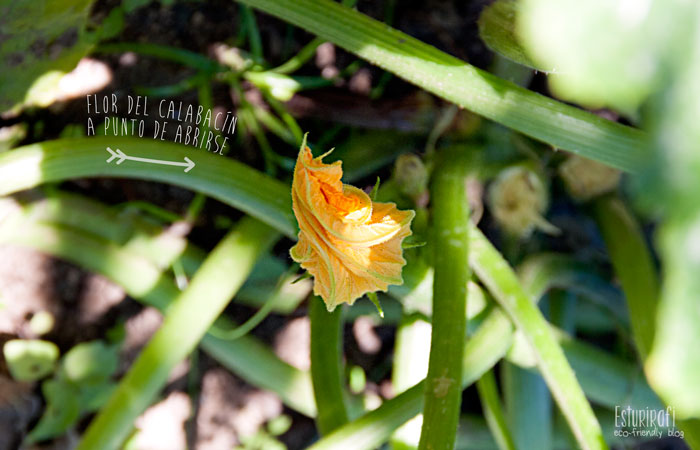 Un paseo por mi jardín #ecofriendly #zucchini #calabacin #flower