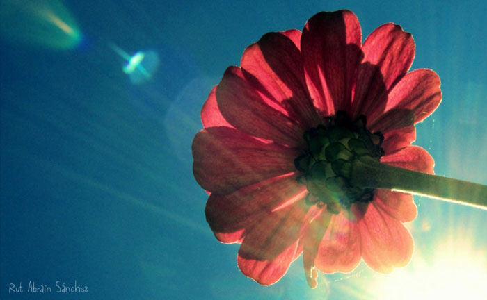 Fotografía de una dalia rosa tomada desde abajo en la que se ve el sol a su través