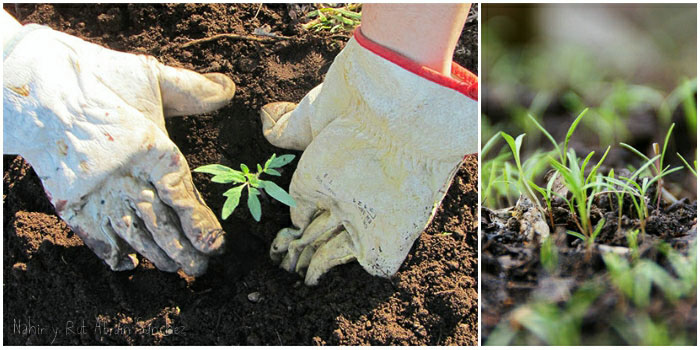 plantando tomates y plantas de zanahoria germinando